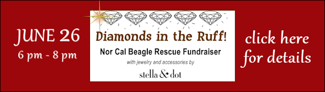 Northern California Beagle Rescue
