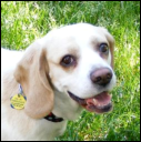 Nor Cal Beagle Rescue