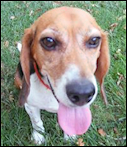 Nor Cal Beagle Rescue