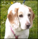 Nor Cal Beagle Rescue