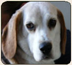 Nor Cal Beagle Rescue