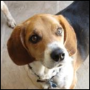 Nor Cal Beagle Rescue
