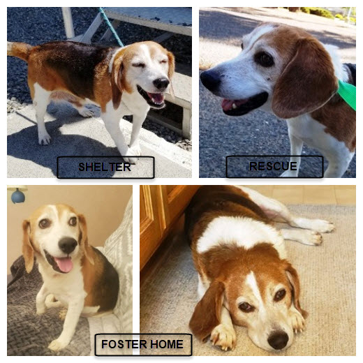 Northern California Beagle Rescue Beagles Available for Adoption