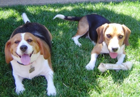 Welcome To Northern California Beagle Rescue