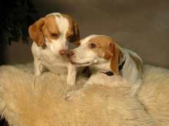 Sacramento Magazine - Pet of the Month