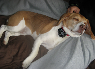 NorCal Beagle Rescue