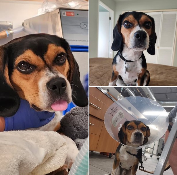 Northern California Beagle Rescue: Beagles Available for Adoption