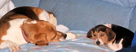 NorCal Beagle Rescue